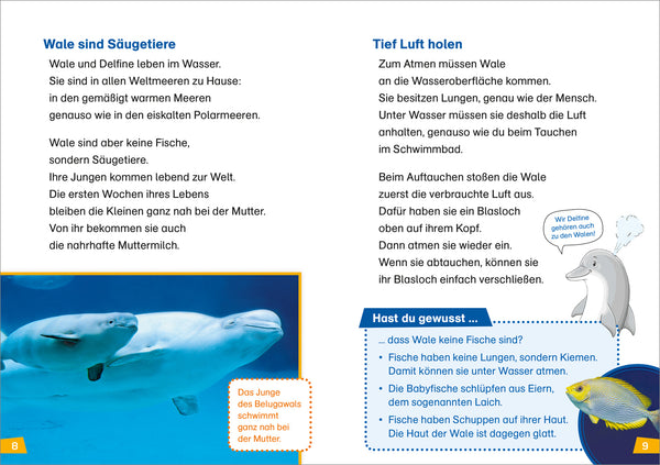 Erstes Lesen BAND 1 - Wale und Delfine