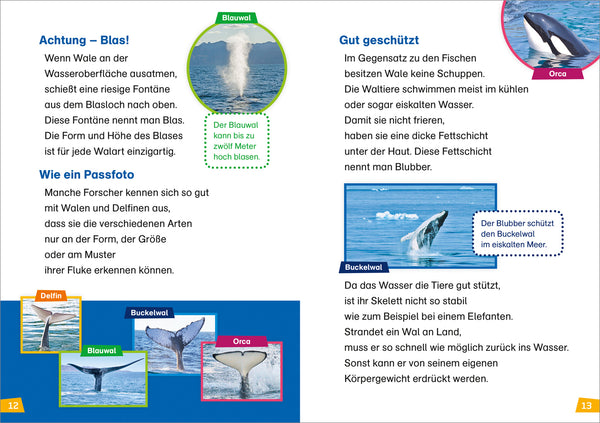 Erstes Lesen BAND 1 - Wale und Delfine