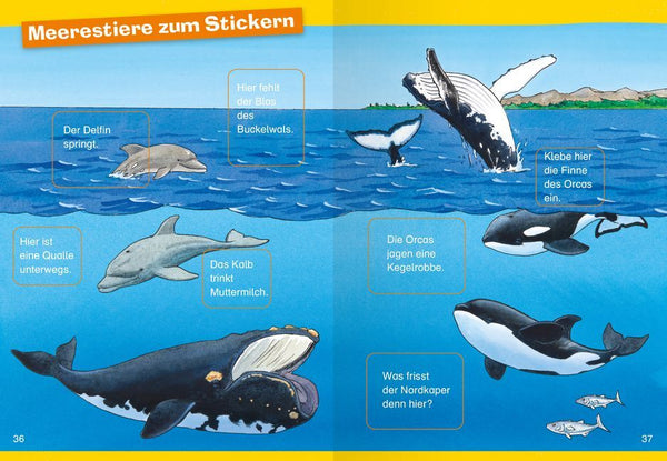 Erstleser Wale und Delfine